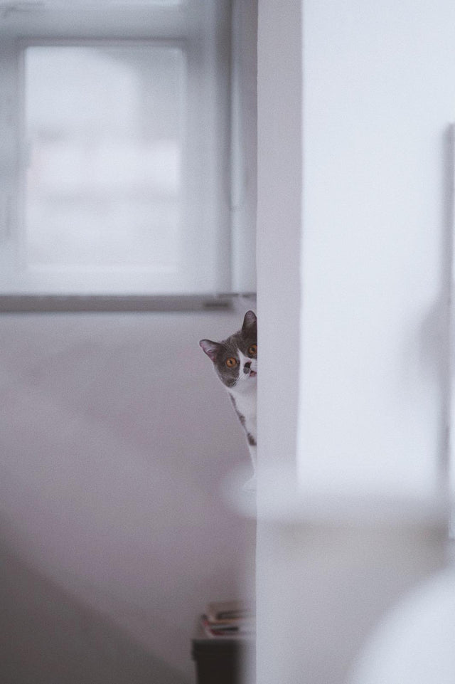 Studio RYTE cat biedbied