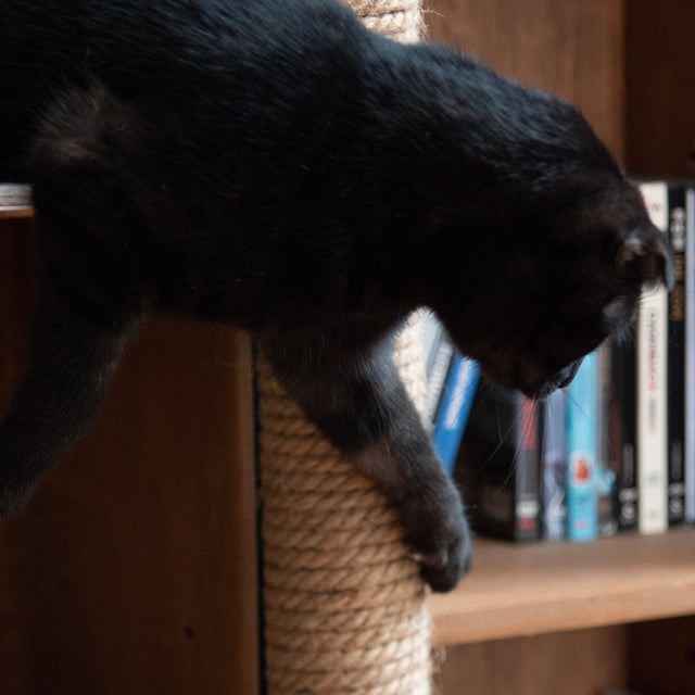 Catssup Climbing Tower